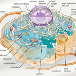 Drag the features to the appropriate organism.